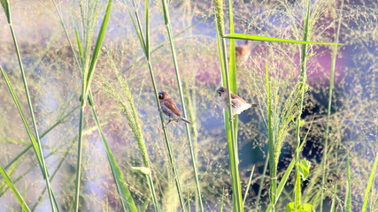 Group of small brown birds perched on green grass stem in natural field, perfect for wildlife, birdwatching, nature background, ecology, and outdoor photography concept.