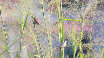 Group of small brown birds perched on green grass stem in natural field, perfect for wildlife, birdwatching, nature background, ecology, and outdoor photography concept.