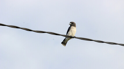 Single bird perched on electric wire with clear blue sky background, symbolizing solitude, freedom, wildlife, and simplicity in nature.