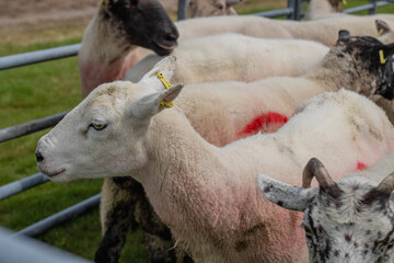 A ram with horns and a filling on its ear among other rams marked with red paint