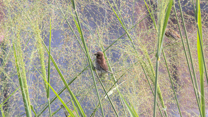 Group of small brown birds perched on green grass stem in natural field, perfect for wildlife, birdwatching, nature background, ecology, and outdoor photography concept.