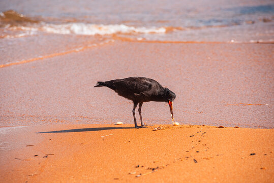 Single Variable Oystercatcher Probing Sand with Beak in Shallow Water, Abel Tasman, New Zealand