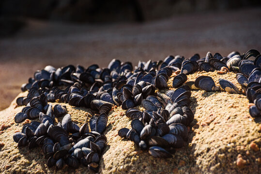 Cluster of Black Mussels Attached to Coastal Rock on Sunny Beach, Abel Tasman National Park, New Zealand