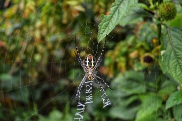 Close Up of Spider Hanging on Its Web**