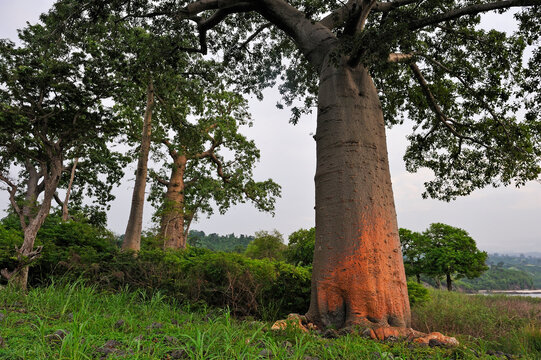 Baobab trees on the edge of shore on the north coast of Sao Tome Island, Republic of Sao Tome and Principe