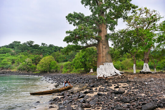 Man and pirogue near a baobab tree by the small cove Lagoa Azul on the north coast of Sao Tome Island, Republic of Sao Tome and Principe