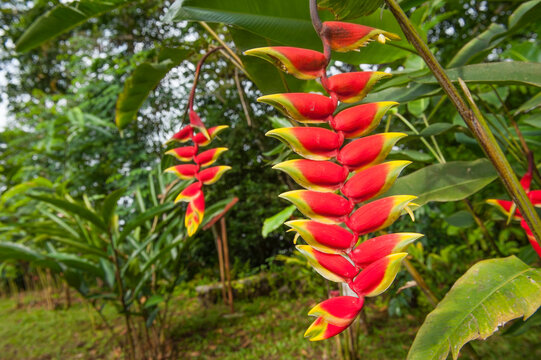 Heliconia Rostrata inflorescence, Obo Natural Park, Sao Tome Island, Republic of Sao Tome and Principe, Africa