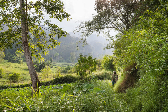 Cultivated fields adjoining the Obo Natural Park, Sao Tome Island, Republic of Sao Tome and Principe, Africa