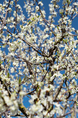 Fototapeta premium Detailed view into a blooming treetop filled with blossoms, vertical format with blue sky.