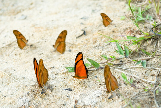 Julia butterfly (Dryas iulia) in the forest around the Caura river, Bolivarian Republic of Venezuela, South America