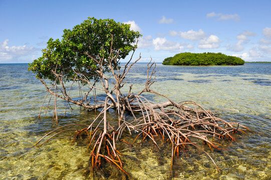 Mangrove, Grand Cul-de-sac Marin, Vieux-Bourg, Morne-a-l'eau, Grande-Terre, Guadeloupe