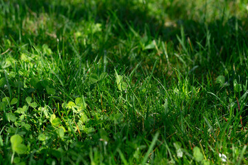 Close-up of grass and clover in strong green tones, fresh spring detail in nature.