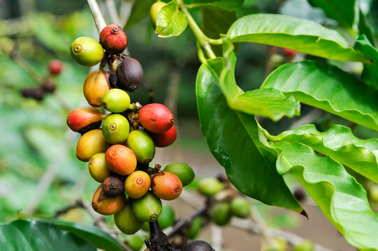 Fruits of Coffea tree, National Conservatory and Botanical Garden of Mascarin, Saint-Leu, Reunion