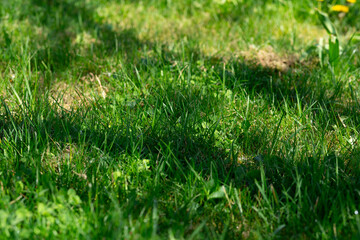 Grass area with light and shadow, fresh green and natural spring structure.
