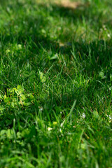 Close-up of green grass with clover and shadows, fresh nature in spring.