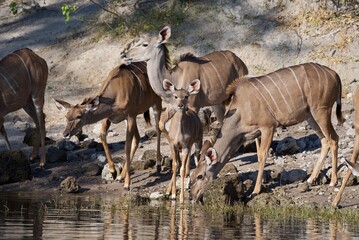 Kudu, (Tragelaphus strepsiceros), drinking, Chobe national park, Botswana