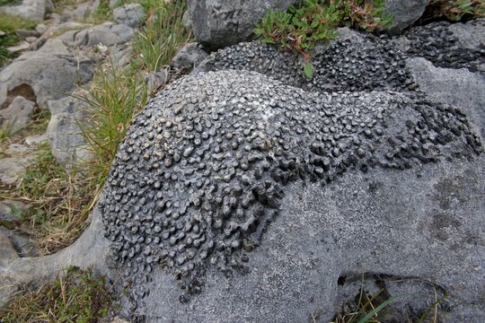 Fossil Colonial Coral, Carboniferous Limestone, The Burren, County Clare, Ireland, 