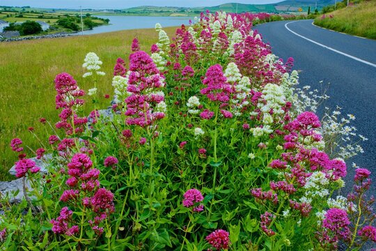 Red Valerian, (Centranthus ruber), in pink and white forms, County Clare, Ireland