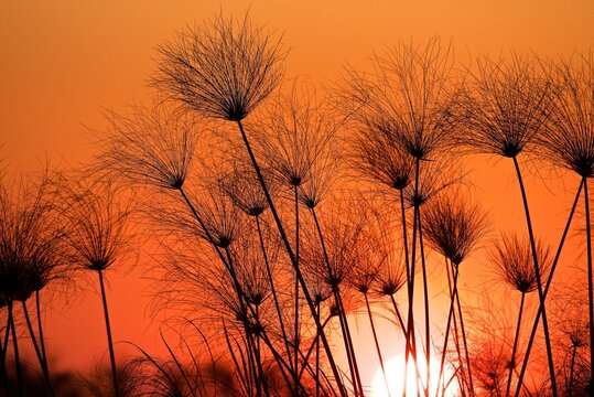 Papyrus sedge, Cyperus papyrus, sillhouetted at sunset, Chobe National Park, Botswana