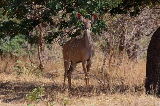 Kudu (Tragelaphus strepsiceros), female staring at camera, ears pricked Chobe National Park, Botswana