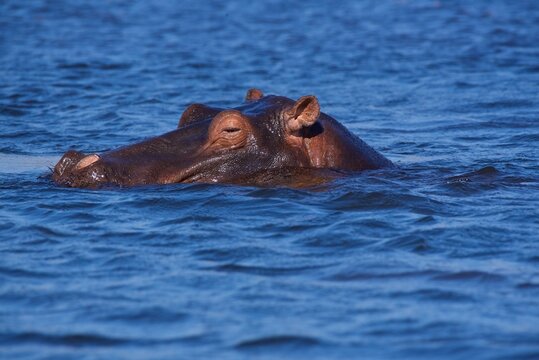 Hippopotamus (Hippopotamus amphibius), in dappled blue water, Chobe National Park, Botswana
