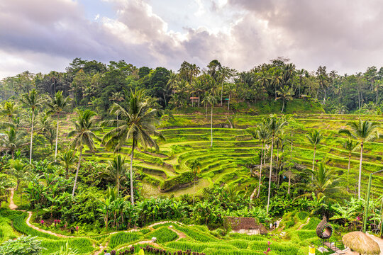Lush palm trees and rice terraced fields, Ubud, Bali, Indonesia