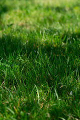 Close-up of green grass in natural light, fresh spring meadow texture.