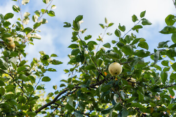 ripe yellow apples growing on a tree branch in sunlight against blue sky