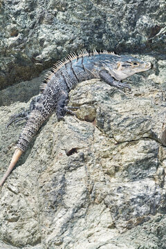 Black spiny tailed Iguana (Ctenosaur similis) crawling, Manuel Antonio National Park, Puntarenas Province, Costa Rica