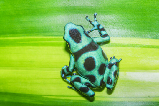 Green and Black poison dart frog, (Dendrobates auratus), Costa Rica