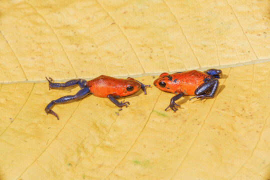 Blue jeans dart frogs (Dendrobates pumilio) on a leaf, Costa Rica, Central America, 
