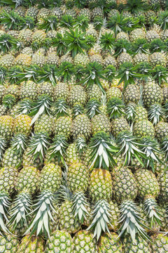 Harvested organic pineapples, Costa Rica, Central America