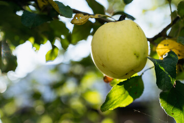 Close-up of ripe yellow apples growing on a tree branch in sunlight.