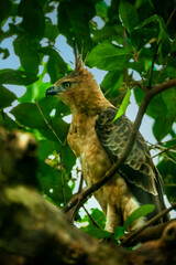 Javan hawk-eagle (Nisaetus bartelsi), the national bird of Indonesia