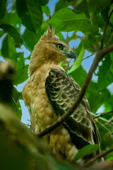 Javan hawk-eagle (Nisaetus bartelsi), the national bird of Indonesia