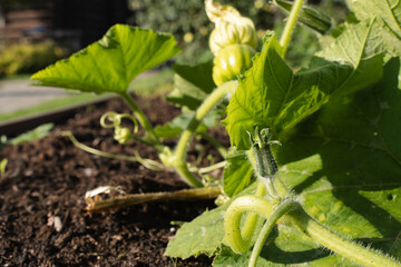 Young zucchini growing in a garden bed with green leaves and flower bud on a sunny day.