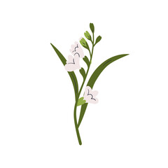 Flower blossom. Freesia, floral bloom, stem and leaf. Gentle wildflower branch with leaves. Botanical decoration, design element. Delicate plant. Flat vector illustration isolated on white background