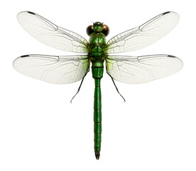 Dragonfly with transparent wings and green body