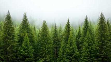 Fototapeta premium Lush green pine trees in misty forest create serene and tranquil atmosphere