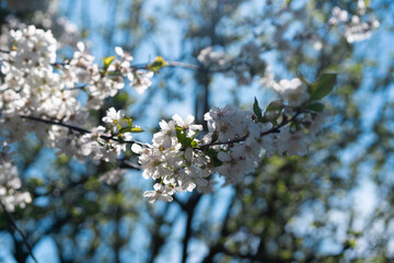 Branch of a blooming tree with white blossoms against a soft blue sky in spring.