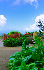 南国植物の庭園と青空