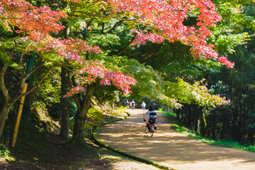 深山公園、色鮮やかな紅葉が秋の到来を告げる風景、岡山、日本
