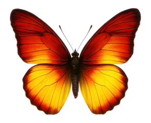Butterfly with red and yellow gradient wings