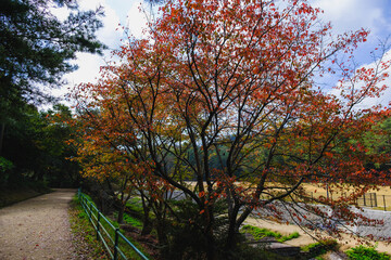 Naklejka premium 深山公園、色鮮やかな紅葉が秋の到来を告げる風景、岡山、日本