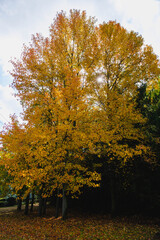 Fototapeta premium 深山公園、黄色い葉っぱが秋の雰囲気を演出する風景、岡山、日本