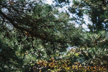 Fototapeta premium 深山公園、自然豊かな日本の山の風景、岡山、日本