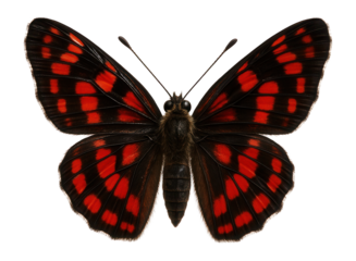 Butterfly with red and black checkered wings