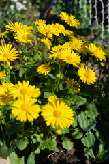 Cluster of yellow daisies blooming in a garden, bright flowers under spring sunlight.