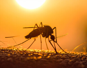 Mosquito sucking on skin, close-up