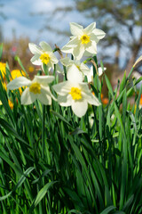 White daffodils with yellow centers blooming in fresh green grass on a sunny spring day.